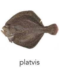 platvis1