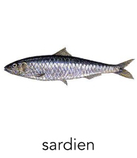 sardien1