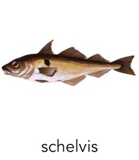 schelvis1