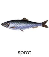 sprot1