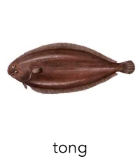 tong1