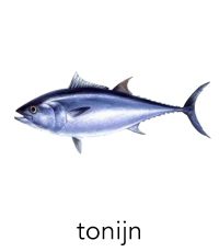 tonijn1