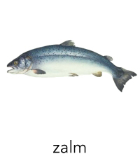 zalm1